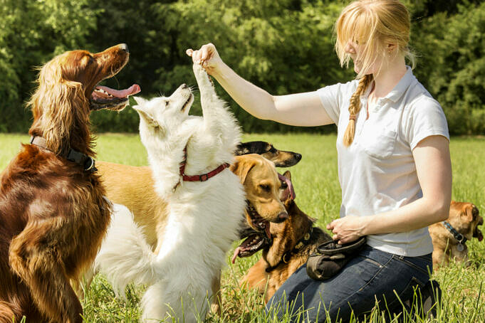 Formation De Votre Animal De Compagnie. Que Comprennent Les Guides De Dressage Canin ?